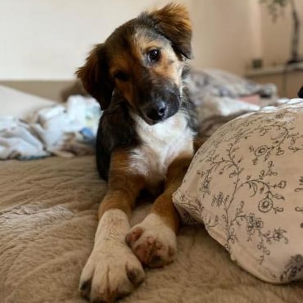 Lucky möchte sein Herz verschenken... — Mischling