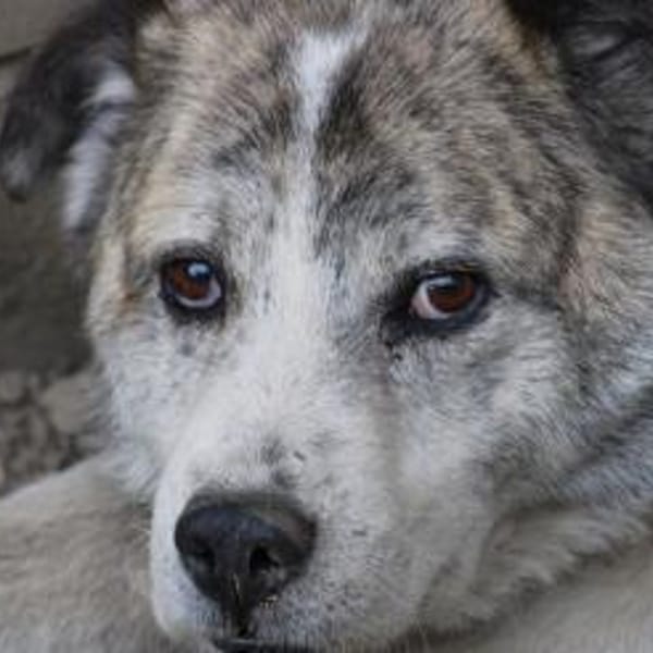 Pilar - verschmust u. sehr lieb — Mischling