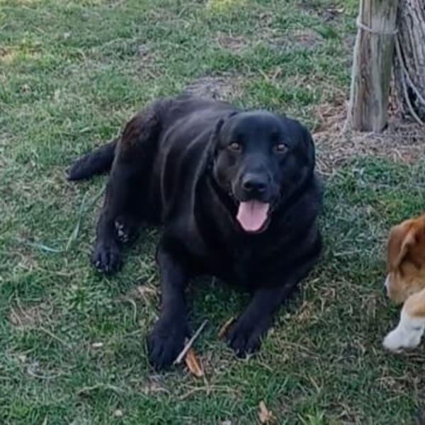DORIAN 🧡🧡🧡 MÖCHTE IHR HERZ EROBERN — Labrador Retriever
