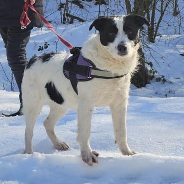 Dalma - feine Hundeseele — Mischling