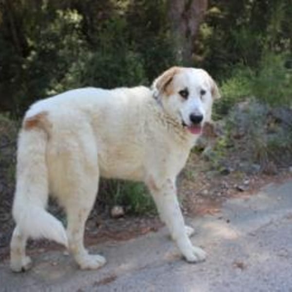 Weisser Riese in Rheinland Pfalz — Grosser Srüde