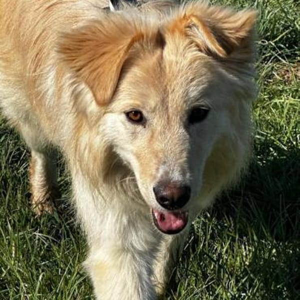 Traumhündin Ada bereits in Bayern — Mischling