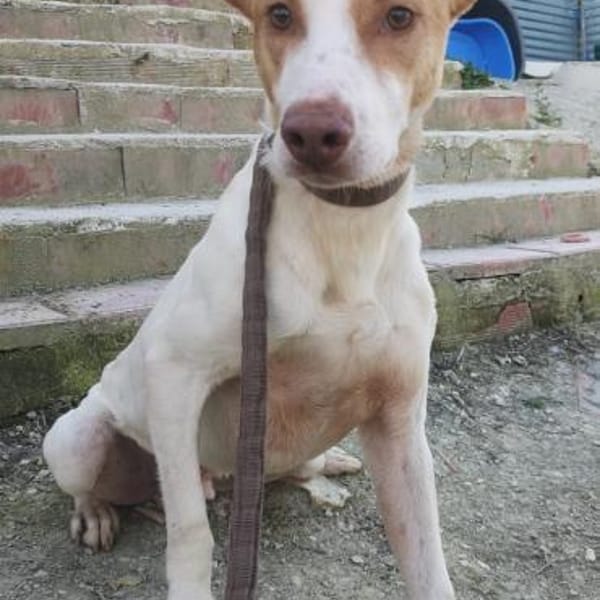 Newton, noch schüchtern — Podenco