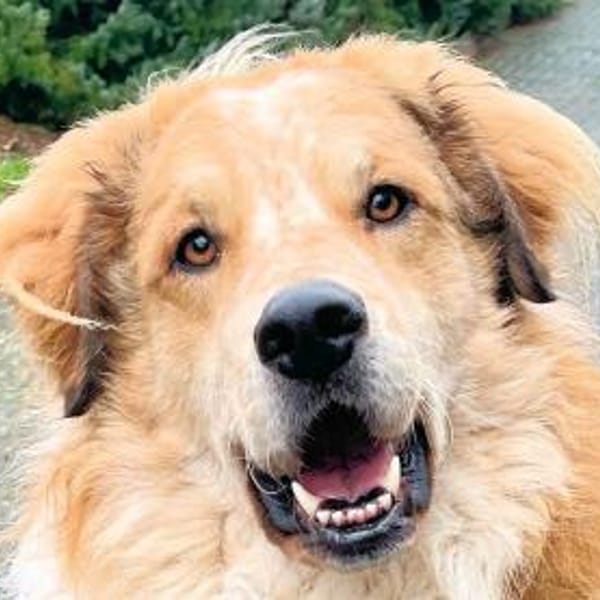 ZEUS - auf PS in NRW — Mischling