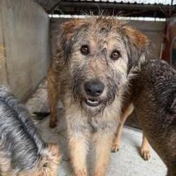 Fraser — Pumi-schäferhund