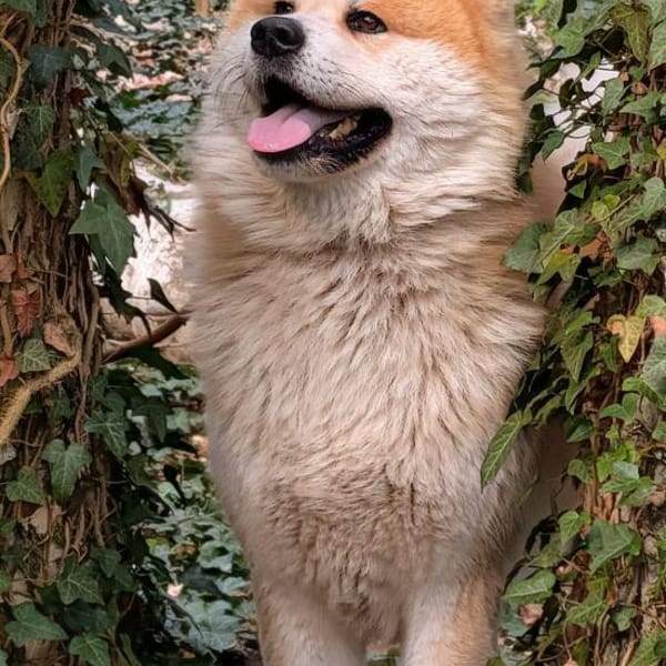 Taki, Akita pur — Akita Inu