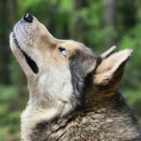 Bildhübscher Husky Rüde - Wicky — Husky