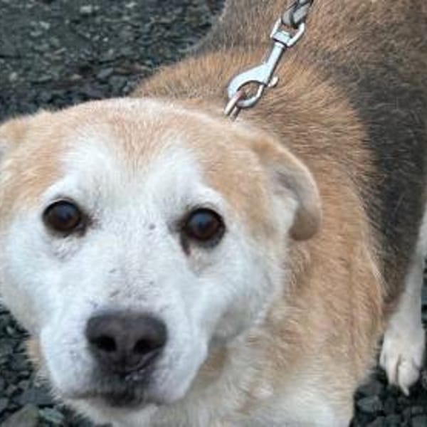 Raban - sehr lieb u. verschmust — Mischling