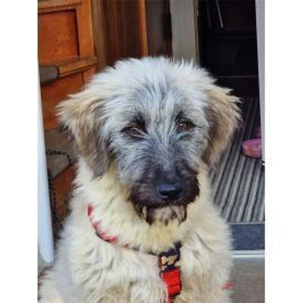 Smila - wartet in 21354 Bleckede — Shündin