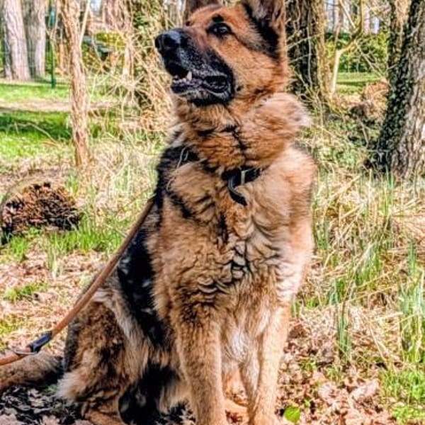 Muchtar, Profi im Ruhestand — Deutscher Schäferhund