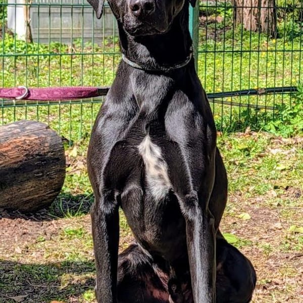 Leo, schwarze Schönheit — Rhodesian Ridgeback