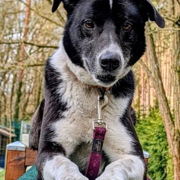 Trude, ein ganz großer Schatz — Herdenschutzhund - Mix
