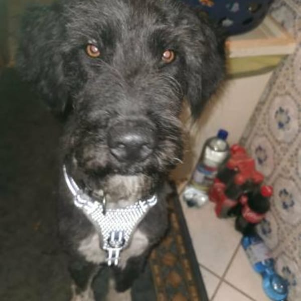 Jette, eine super liebe Wuscheline — Mischling