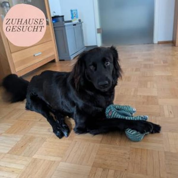 Lebensfrohe RINA sucht ihr forever home — Mischling