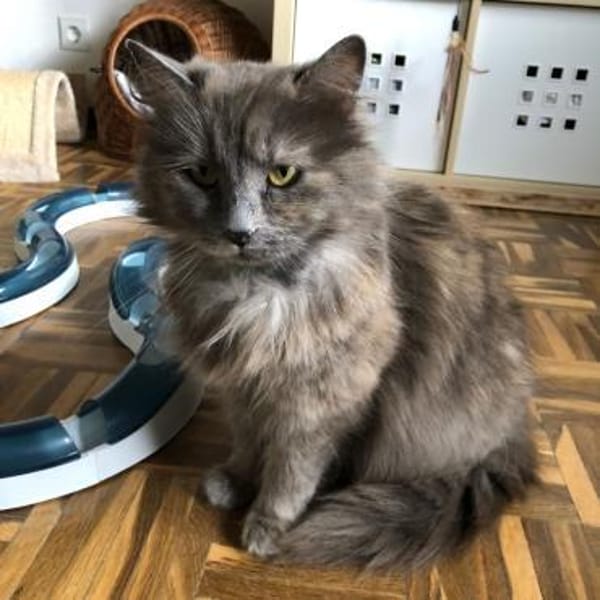 Molly - sanfte Schönheit — Europäisch Kurzhaar