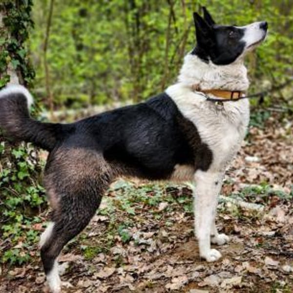 Zelda sucht neue Herausforderungen — Westsibirischer Laika