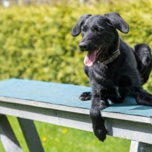 Lemmy wünscht sich ein Zuhause — Schnauzer