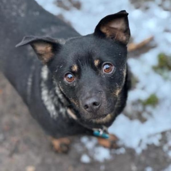 Olli - menschenbezogen und aktiv — Mischling