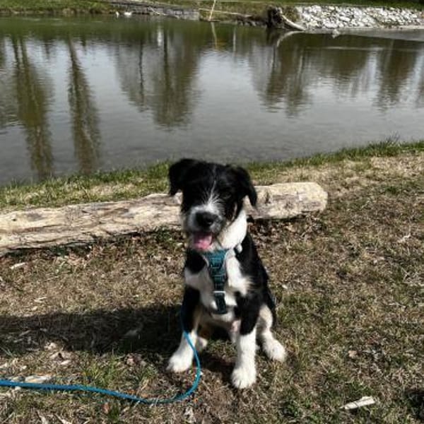 Schlaues Kerlchen Finn bereits in DE — Mischling