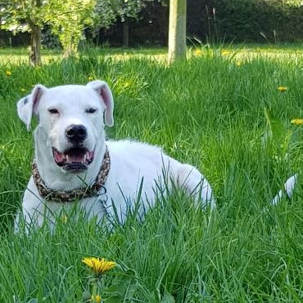 PAUL  -LOYALER RUHEPOL — Dogo Argentino