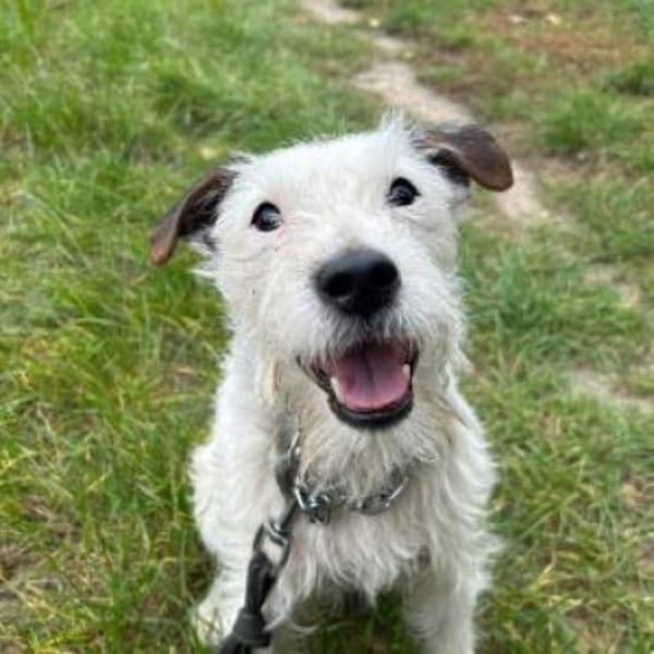 Cookie, Terrier zu 100% — Parson Russell Terrier