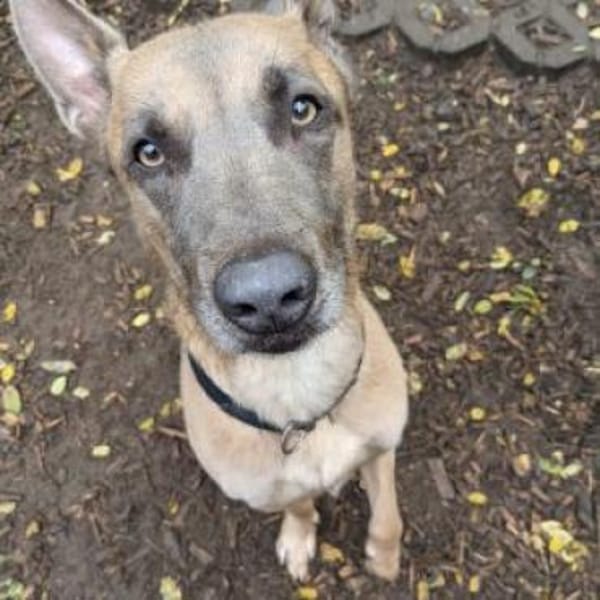 Sportliches Zuhause — Malinois