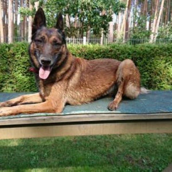 Polizei Diensthündin in Rente — Malinois