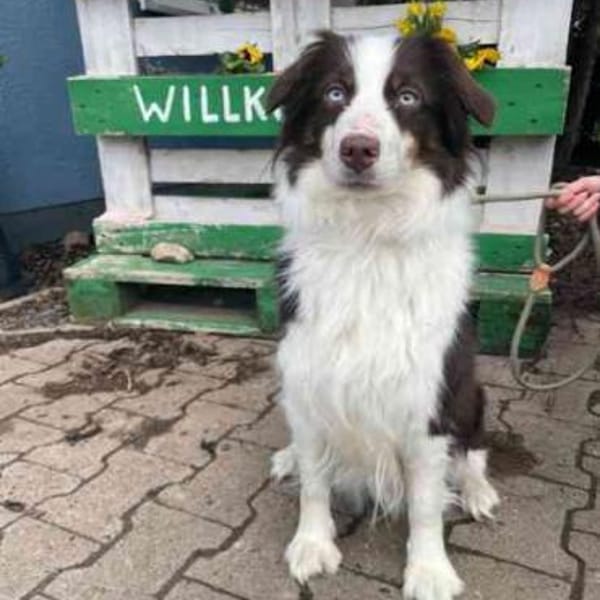 Themba braucht Auslastung — Mini Aussie