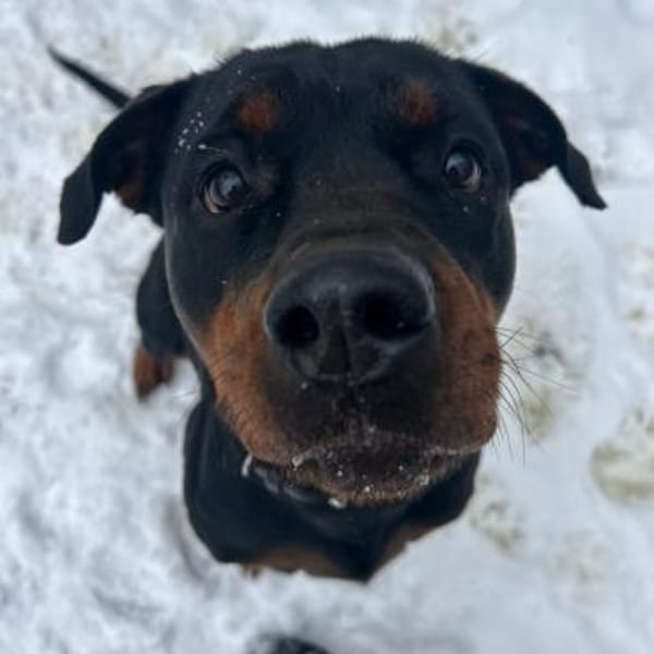 EMMA, sie möchte noch viel lernen — Rottweiler