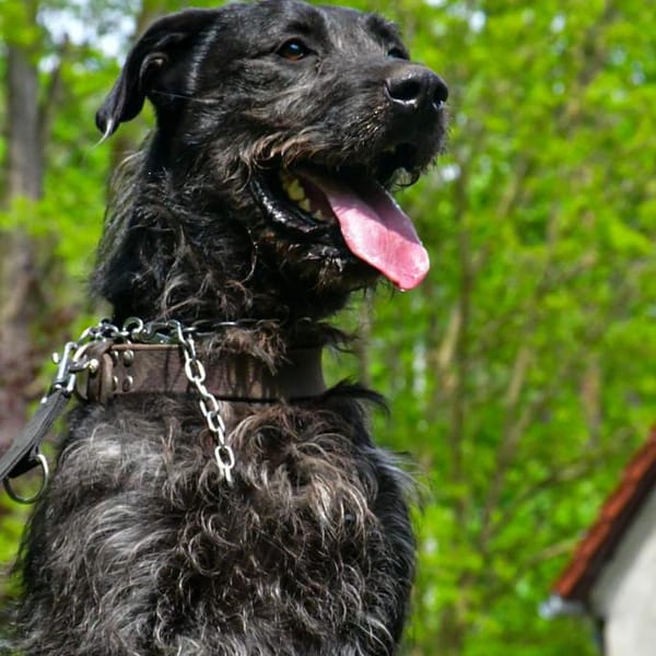 Kira liebt alle Zweibeiner ❤ — Labrador- Dogge