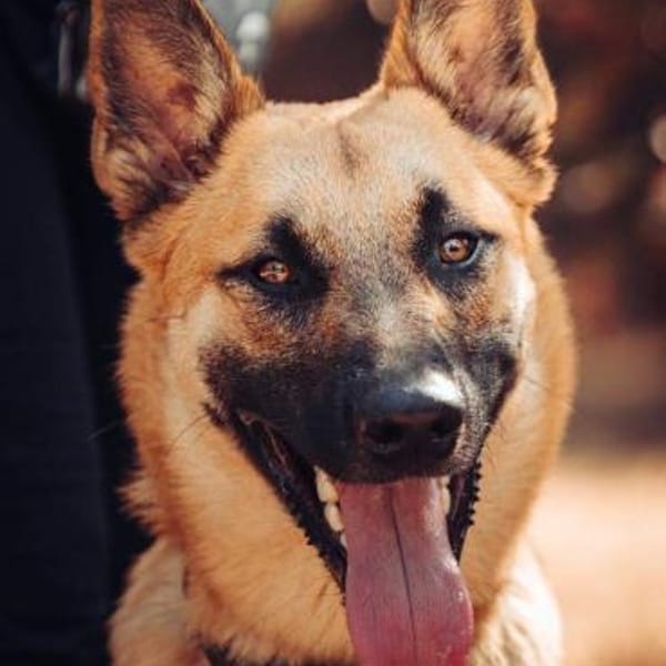 Moritz sucht aktive, erfahrene Menschen — Malinois