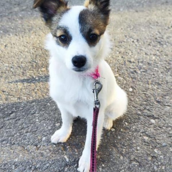 Melissa  sucht ihre Familie — Mischling