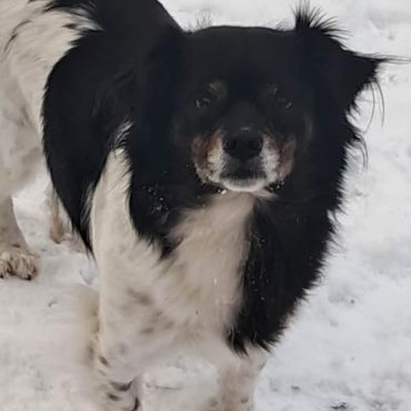 Maya, zauberhafte Hündin sucht Zuhause — Shund