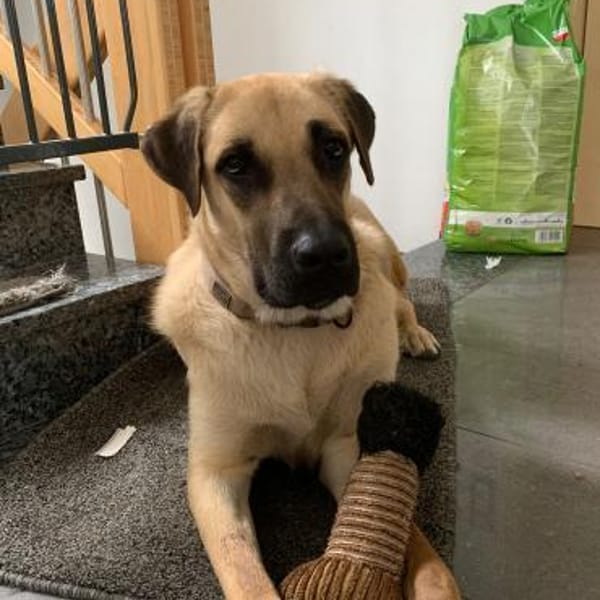 Riesenbaby Ezekiel — Herdenschutzmischling