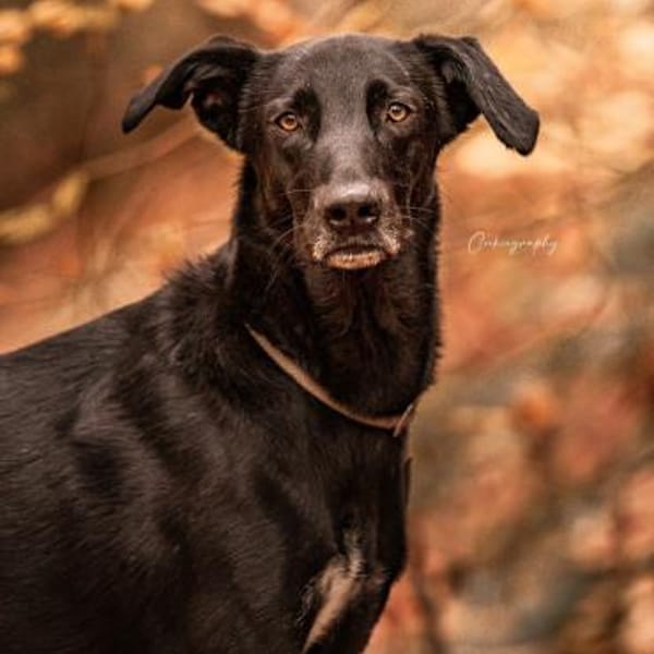 Lepakko — Mischling