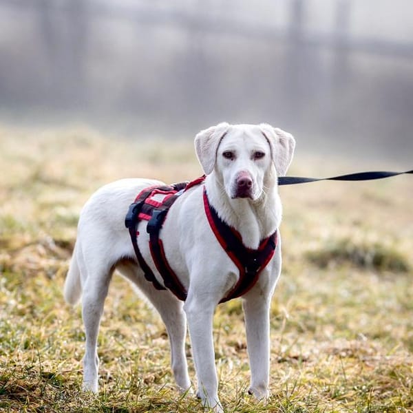 Aufgeweckte Ida — Mischling