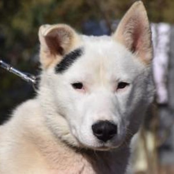 Danilo - vorsichtig & verschmust — Shund