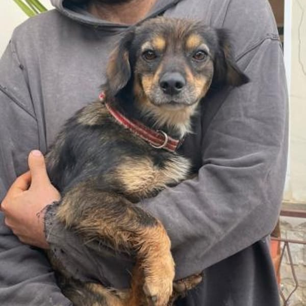 Pimpa 💜💜💜 absolut sozialverträglich — Mischling