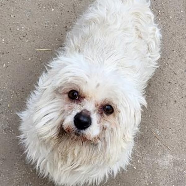 Ildiko° in 65195 Wiesbaden — Bichon-havaneser