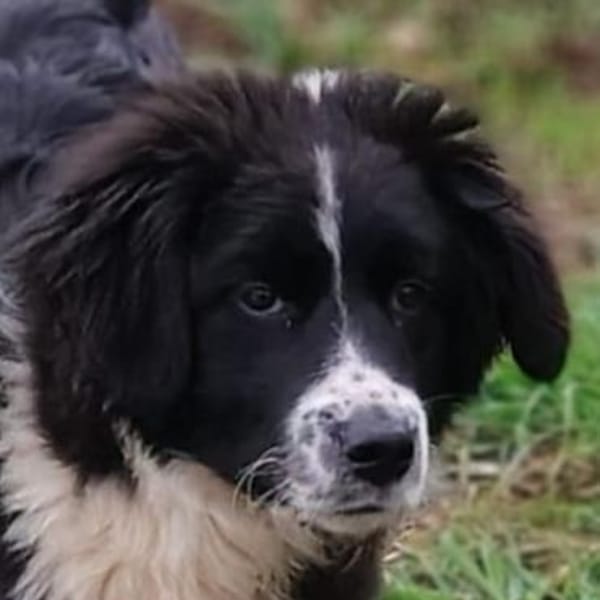 Leni 💛💛💛 liebes Zuhause gesucht — Mischling