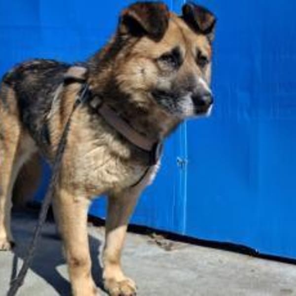 Halvar sucht eine ruhiges Zuhause — Mischling