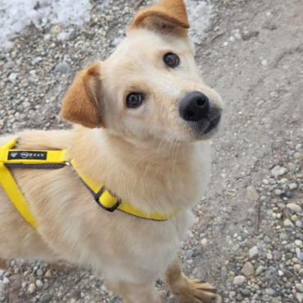 Zaria - Traumhündin zum Verlieben — Mischling