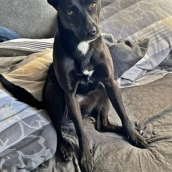 Bella auf einer Pflegestelle — Shund