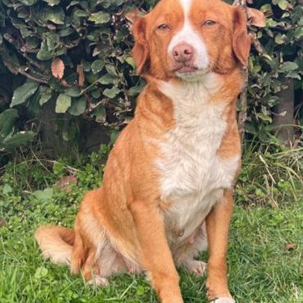 Polpetta 💜💜💜 sanfte, anhängliche Hünd — Mischling