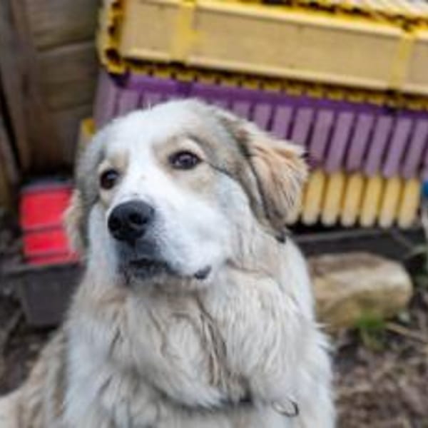 Wer schenkt Fina ein Zuhause? — Mischling