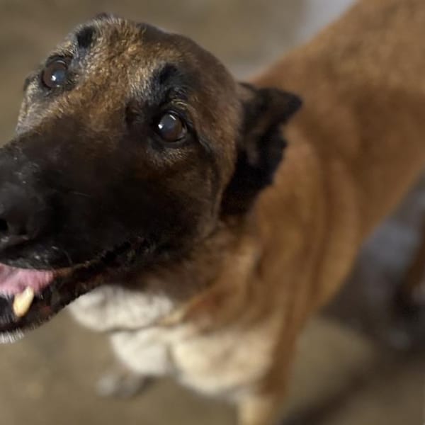 NIGAN DIT NINJA — Malinois