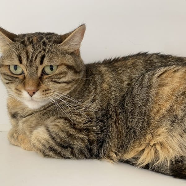 caliko — Européen