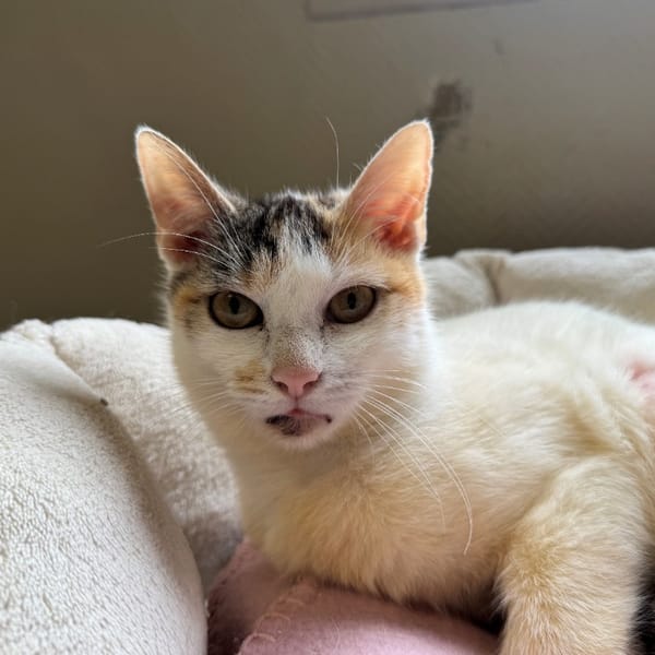 POLOGNE (RESERVEE) A17393 — Européen