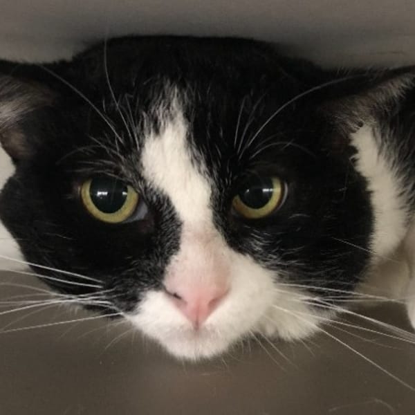 NOUCHAMI — Européen