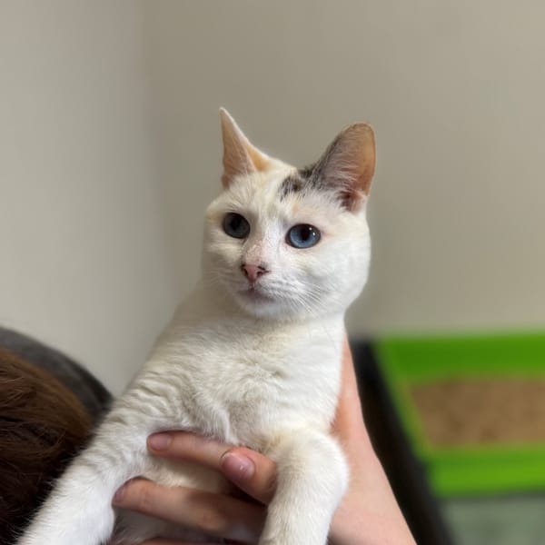 COREE (RESERVEE) A17394 — Européen